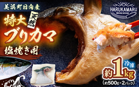 天然 ぶり 特大 ブリカマ (塩焼き用) 約1kg (約500g × 2パック) 美浜町日向産【 ブリカマ 】[m36-a035]