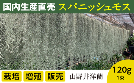 国産スパニッシュモス　太葉　120ｇ