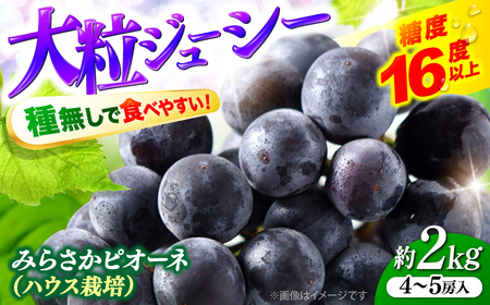 【2026年先行予約】ぶどう みらさかピオーネ ハウス栽培 2kg＜7月中旬頃から順次発送＞ [APBE002] ピオーネ ぶどう