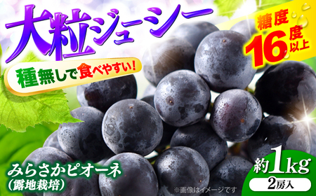 【2026年先行予約】ぶどう みらさかピオーネ 露地栽培 1kg＜8月下旬頃から順次発送＞ [APBE003] ピオーネ ぶどう