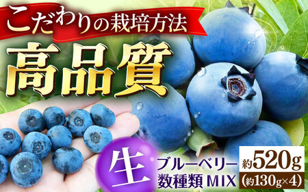 ブルーベリー 520g 冷蔵 [APCH010] ブルーベリー