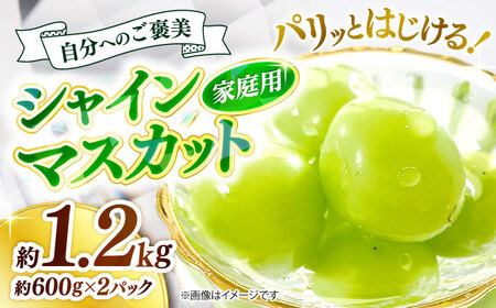 シャインマスカット 約1.2kg [APCM005] シャインマスカット