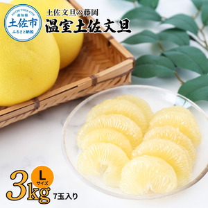 【先行予約】温室土佐文旦 3kg（7玉入り・Lサイズ）〈2026年11月下旬から発送〉/ぶんたん ブンタン 3キロ 小玉 フルーツ 柑橘 みかん 果物 くだもの 柑橘類 文旦 デザート お取り寄せ おいしい 土佐文旦の藤岡【土佐文旦の藤岡】 [BQBJ004]