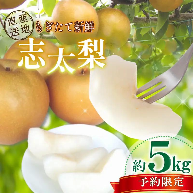 【早期予約 2026年8月以降出荷】 梨 5kg 志太梨