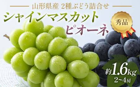 FYN6-059 《2026年先行予約》贈答用 山形県産 シャインマスカット ピオーネ 2種詰合せ 約1.6kg(2～4房) 秀品 2026年8月下旬から順次発送 種無し ぶどう 葡萄 ブドウ マスカット 大粒 夏果実 秋果実 果物 くだもの フルーツ 贈り物 ギフト プレゼント 産地直送 山形県 西川町 月山