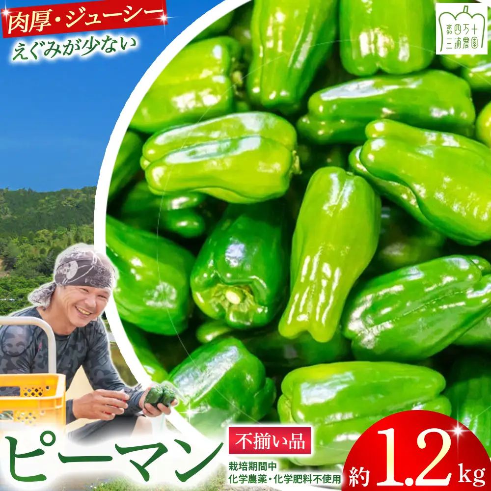 【予約受付】【不揃い品】肉厚ジューシー! 栽培期間中化学農薬・化学肥料不使用のえぐみ少ないピーマン1.2kg ／Fms-11 農産物 新鮮 肉厚 ピーマン 野菜 大量
