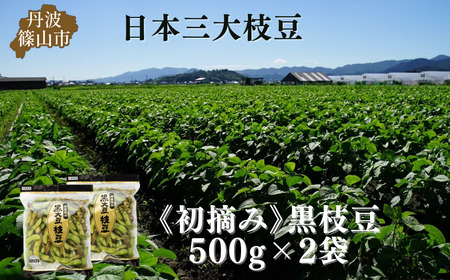 【先行予約】秋の味覚「丹波黒枝豆」 フレッシュな甘み・500g×2袋　初摘み 【2026年10月6日頃～13日頃発送予定】 [CU05]