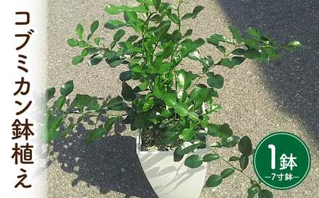 コブミカン鉢植え・T109