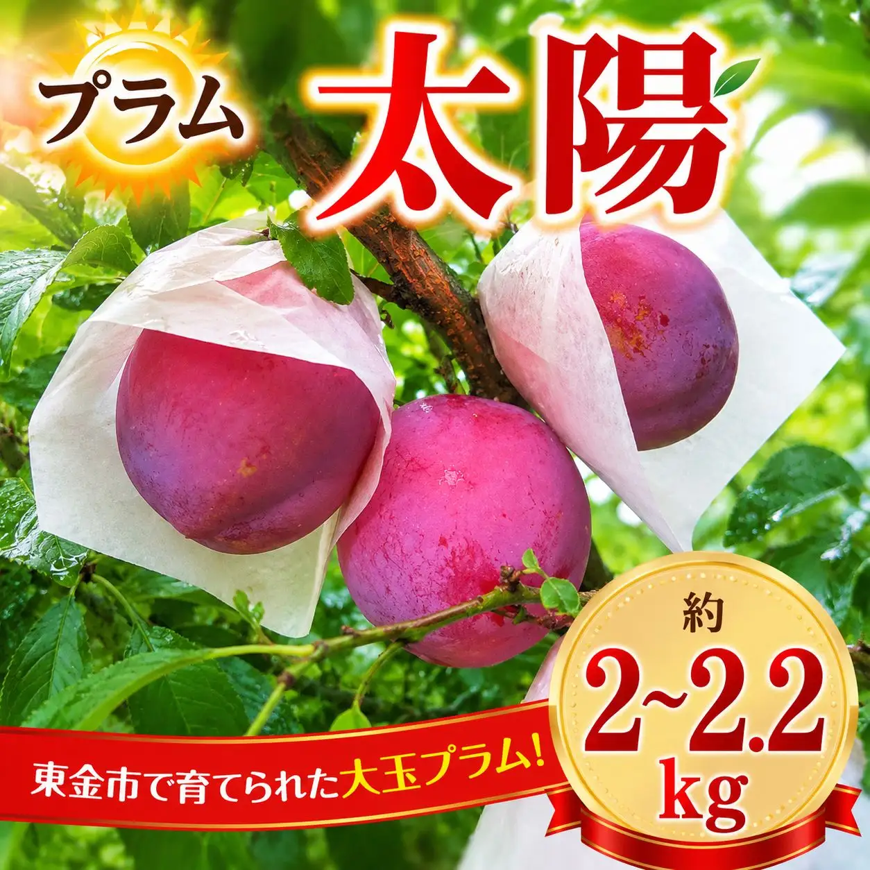 すもも 『太陽』 約2～2.2kg 【2026年発送】 プラム フルーツ