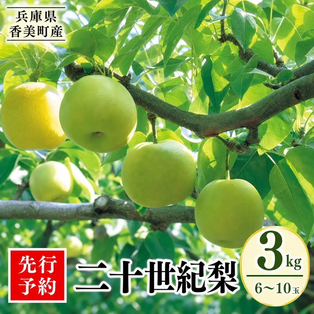 【2026年産 先行予約】梨 二十世紀梨 香住梨 3kg 秀品（Aランク）L～5Lサイズ混合6～10玉【令和8年8月下旬以降発送予定】20世紀梨 青梨 和梨  76-02