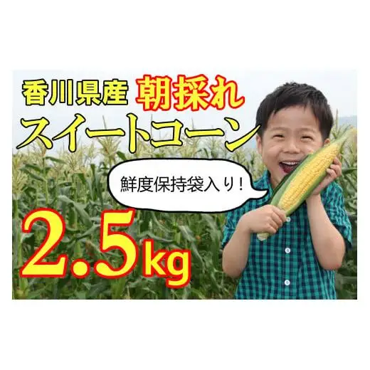 【先行予約受付中！】2026年産　善通寺市産 スイートコーン 2.5kg（鮮度保持袋入り）　（6月頃から発送開始予定）