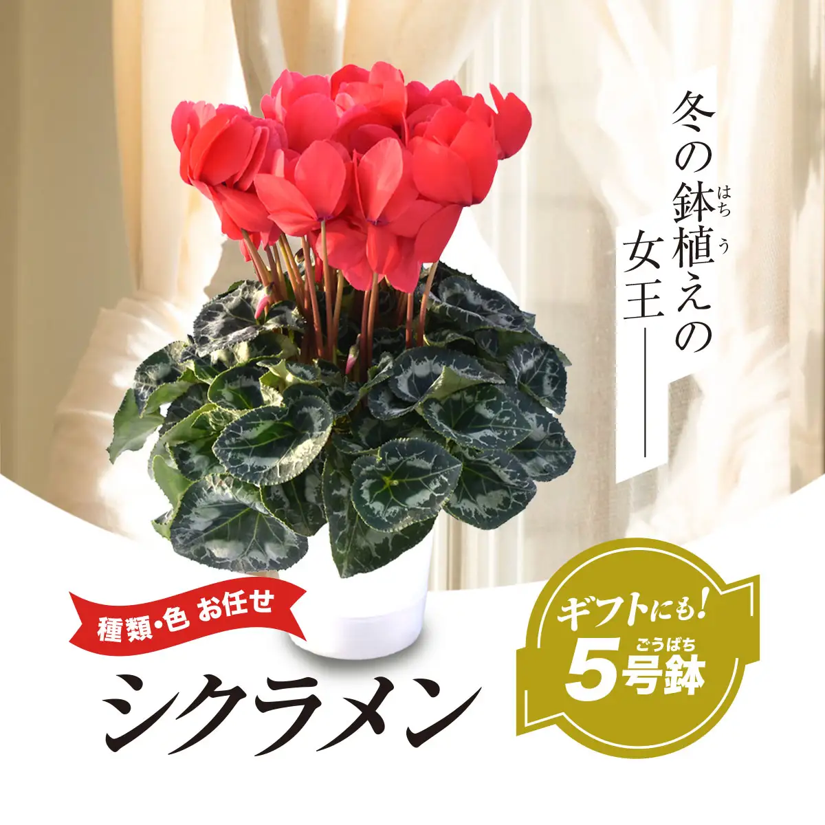 【2026年12月上旬より順次発送！】≪種類・色お任せ≫ シクラメン 5号鉢 / シクラメン 花 お祝い 鉢植え 生花 ギフト プレゼント フラワーギフト 花ギフト クリスマス SMCN001