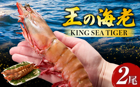 〈高級〉KING SEA TIGER 王の海老2尾・K305-12