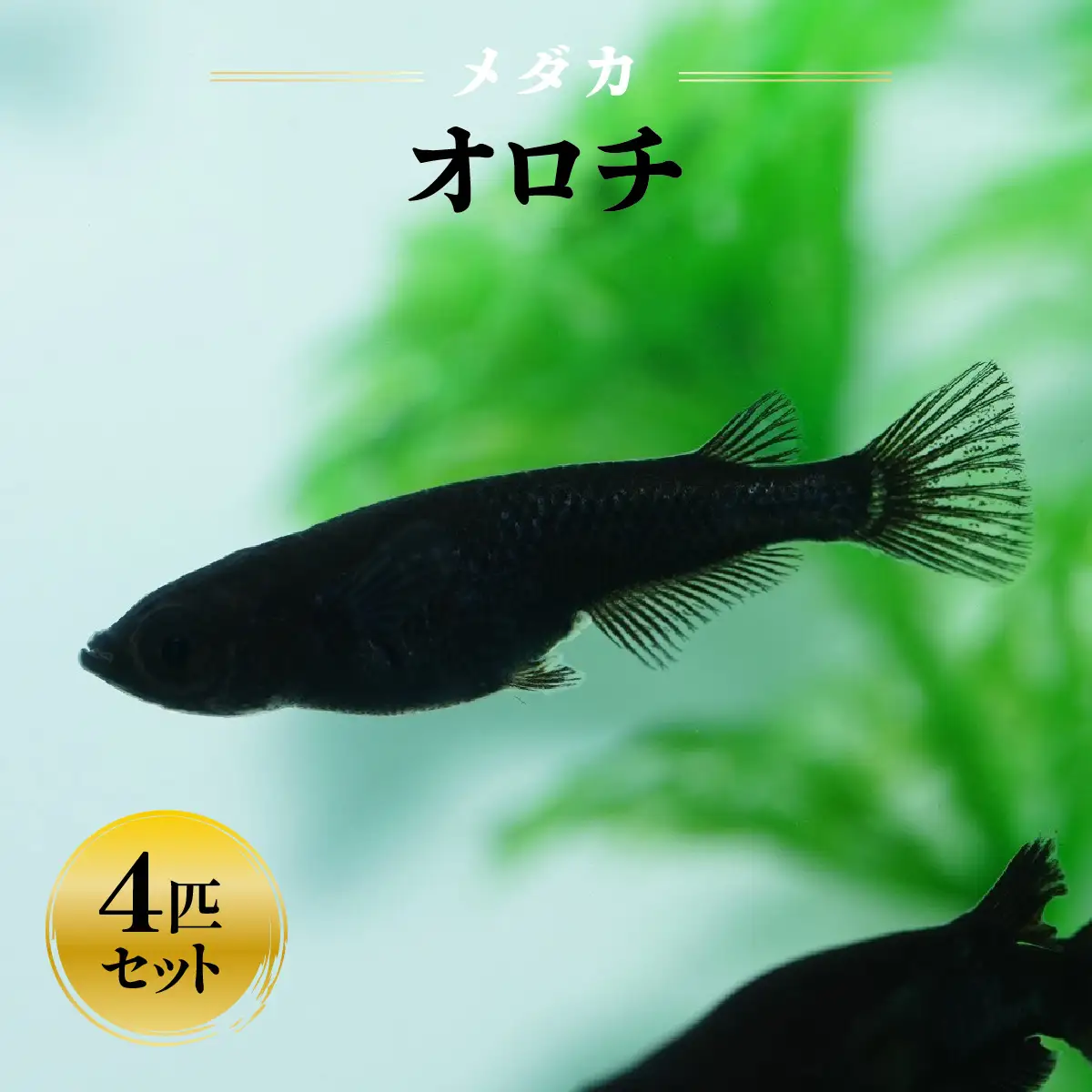 メダカ「オロチ」4匹セット HNNAD005