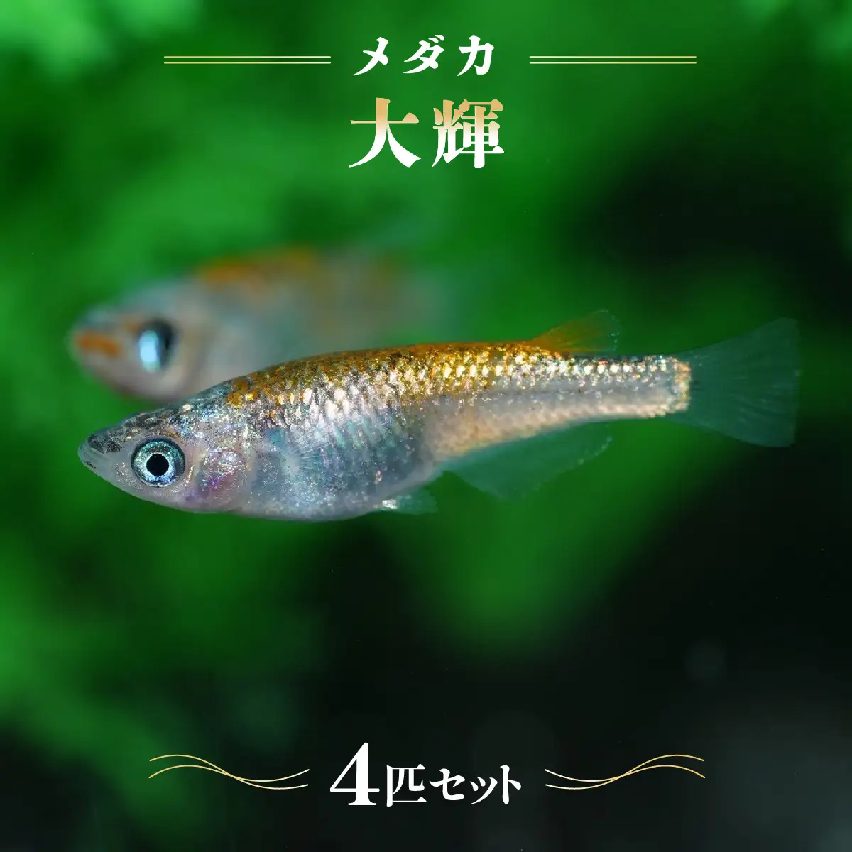 メダカ「大輝」4匹セット HNNAD006
