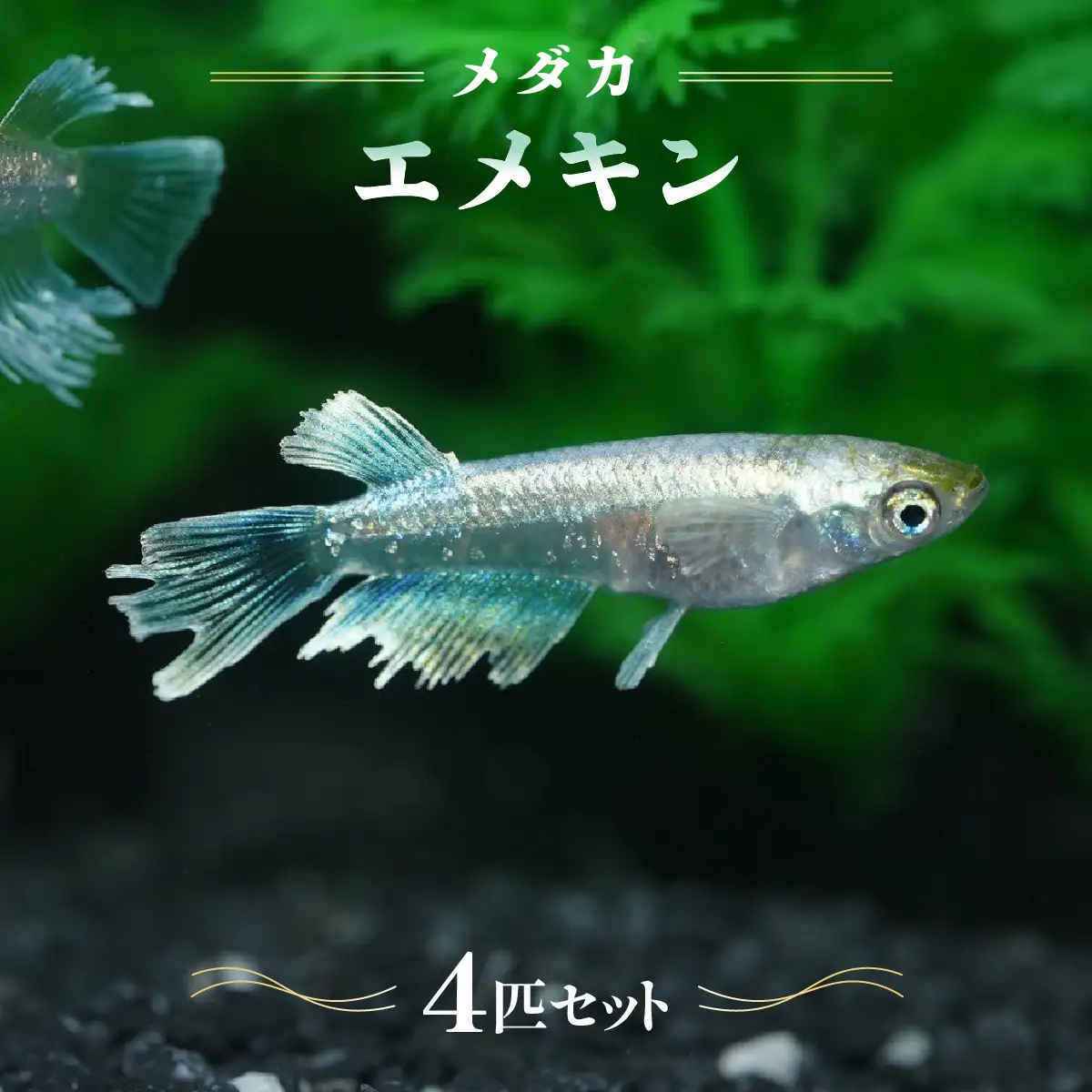 メダカ「エメキン」4匹セット HNNAD007