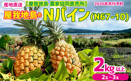 2026年【屋我地島　農家協同直売所】屋我地島のNパイン(N67-10)2kg以上（2～3玉） パイナップル 先行予約 沖縄 名護市 なご 厳選 こだわり 果物 くだもの パイン お取り寄せ トロピカルフルーツ 南国フルーツ フルーツ やんばる トロピカル 南国 N67-10 屋我地島 産地直送