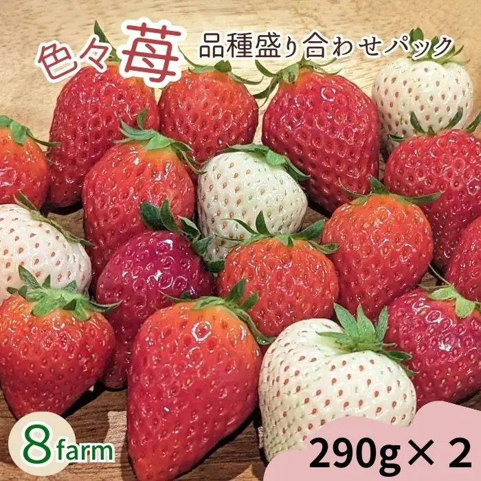 【先行予約】「色々苺」品種盛り合わせパック 品種かわかるメモ付【食べ比べ いちご 約290g×2パック 苺 冷蔵 安来】【13-FA-01】