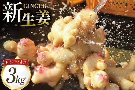 BI381 島原百年生姜 新生姜 3kg [ 長崎県 島原市 ]