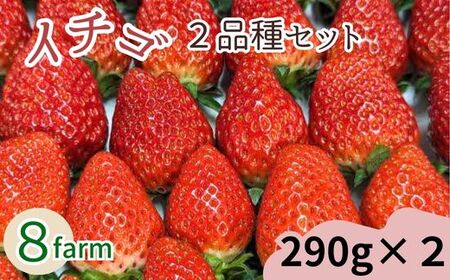 イチゴ2品種セット【食べ比べ いちご 約290g×2パック 苺 冷蔵 安来】