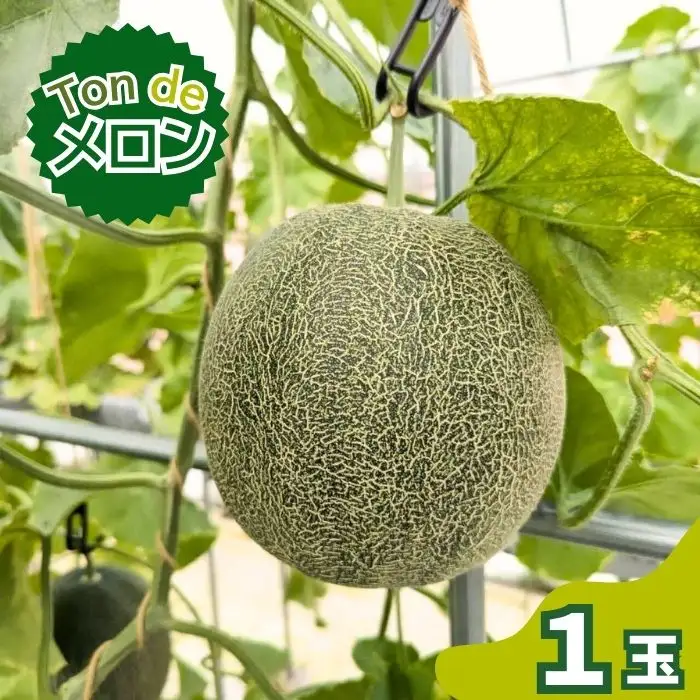 Ton de メロン 1玉【ペルルグリーンメロン アールスヴェルダメロン フルーツ 果物 美味しい 甘い 芳醇 しっとり 上品 旬 ご褒美 ギフト 贈り物 ご自宅用 安来 島根県 安来市】【10-FA-04】