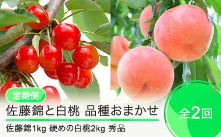 【先行予約】 2回定期便 令和8年産 さくらんぼ 佐藤錦 1kg 硬めの白桃 2kg 令和8年産 さくらんぼ 白桃 品種おまかせ 選べる定期便 山形県産 令和8年産 フルーツ 果実  ry-ft2sh3000-h