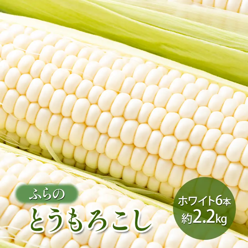 【2026年夏発送】 ふらの とうもろこし ホワイト 6本 約2.2kg 北海道 富良野市 野菜 コーン とうきび 白色 新鮮 直送 道産 送料無料 数量限定 先着順