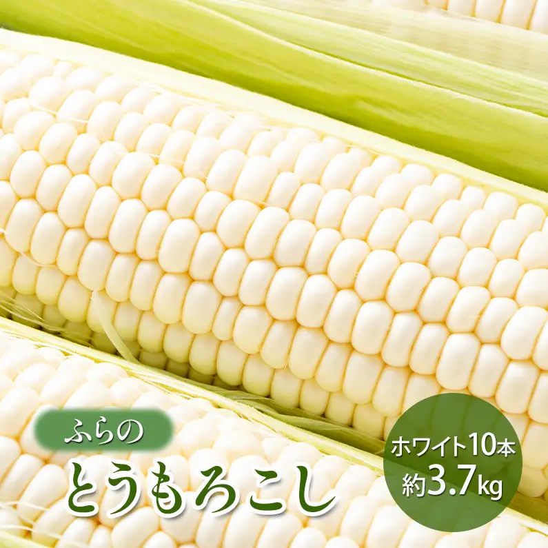 【2026年夏発送】 ふらの とうもろこし ホワイト 10本 約3.7kg 北海道 富良野市 野菜 コーン とうきび 白色 新鮮 直送 道産 送料無料 数量限定 先着順