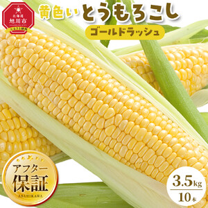 【先行予約】旭川近郊産　黄色いとうもろこし(ゴールドラッシュ) 3.5kg(10本) 2026年8月上旬から発送開始 | とうもろこし 北海道 限定_04842