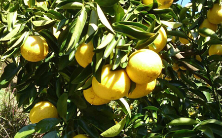 成田果樹園の小夏 5kg【家庭用】