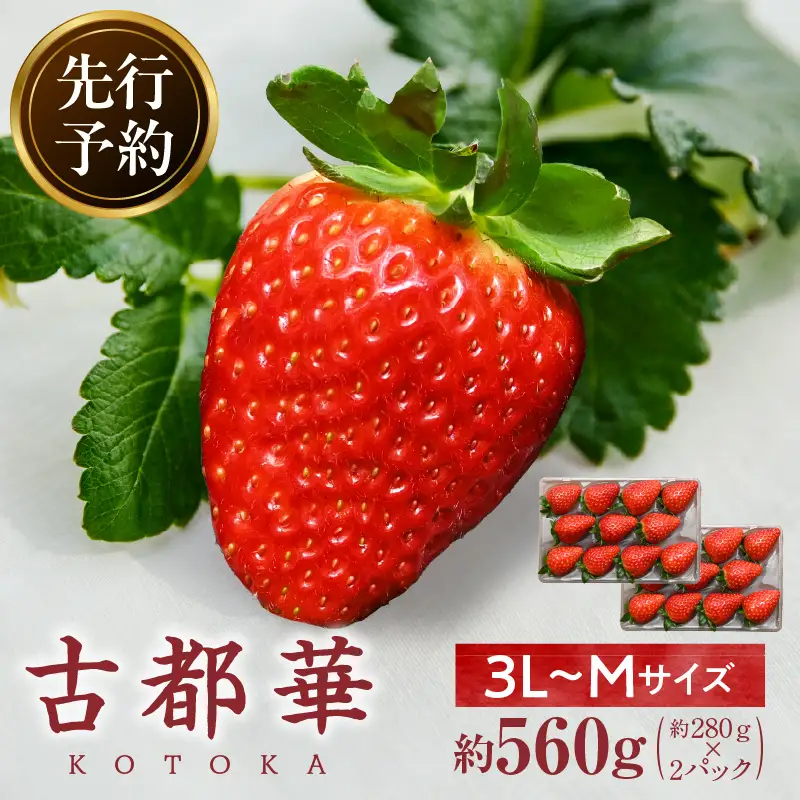 【2027年1月発送】完熟「古都華」奈良ブランドいちご3L～Mサイズ2パック　先行予約 ことか 甘い 糖度 濃い 濃厚 果汁 香り 朝摘み いちご イチゴ 苺 フルーツ 果物 くだもの ご褒美 ごほうび 贈答 贈り物 ギフト プレゼント 冷蔵 奈良県 生駒市 送料無料