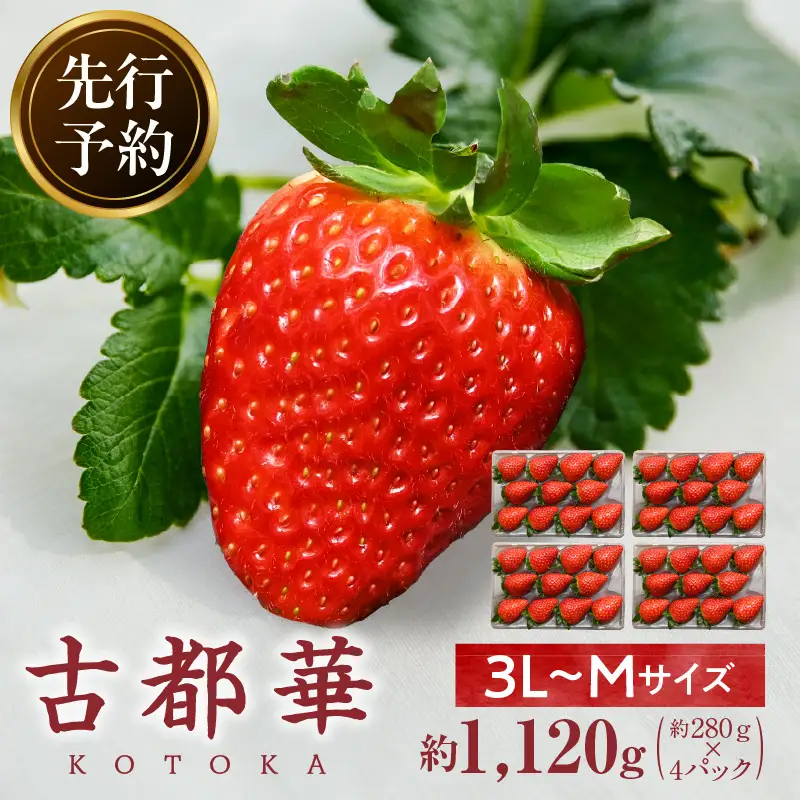 【2027年2月～3月発送】完熟「古都華」奈良ブランドいちご3L～Mサイズ4パック　先行予約 ことか 甘い 糖度 濃い 濃厚 果汁 香り 朝摘み いちご イチゴ 苺 フルーツ 果物 くだもの ご褒美 ごほうび 贈答 贈り物 ギフト プレゼント 冷蔵 奈良県 生駒市 送料無料