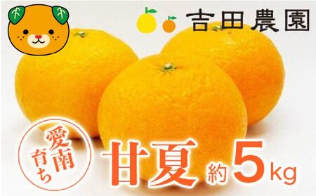 甘夏 5kg 甘夏 吉田農園