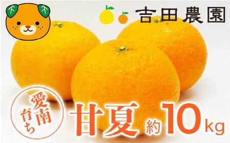甘夏 10kg 甘夏 吉田農園