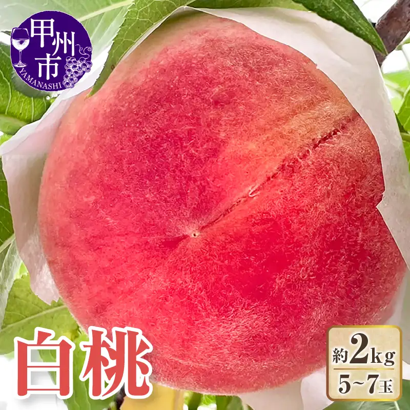 【クール配送】白桃 約2kg 5～7玉【2026年発送】（KFT）B11-1811 桃 フルーツ