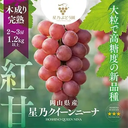【三つ星ブランド】星乃クイーンニーナ 数量限定 2房～3房(1.2kg以上)【配送不可地域：離島・北海道・沖縄県】【1601625】