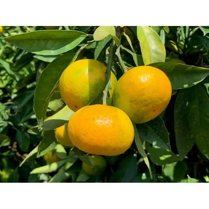 極早生みかん 赤秀品 Lサイズ 5kg