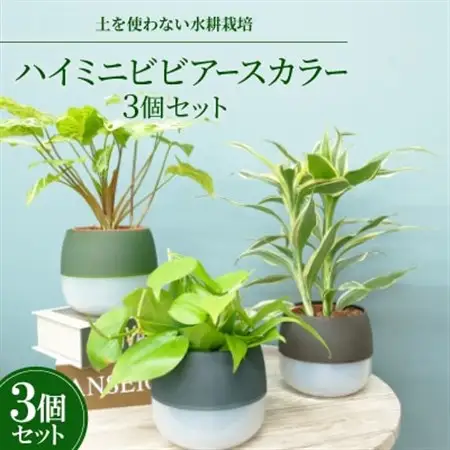 ハイミニビビアースカラー3個セット【オススメの観葉植物でお届け】【1604163】