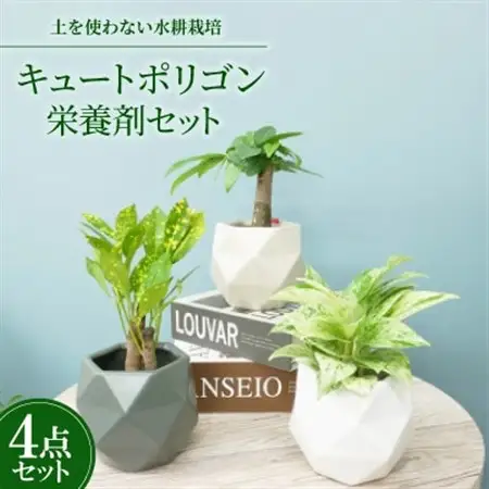 キュートポリゴン3個＆栄養剤セット【オススメの観葉植物でお届け】【1604365】