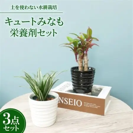 キュートみなも2個＆栄養剤セット【オススメの観葉植物でお届け】【1604367】