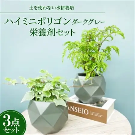 ハイミニポリゴン【ダークグレー】2個セット＆栄養剤【オススメの観葉植物でお届け】【1604393】