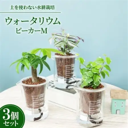 ウォータリウム　ビーカーM　ハイドロコーン植え3個セット【オススメの観葉植物でお届け】【1604658】