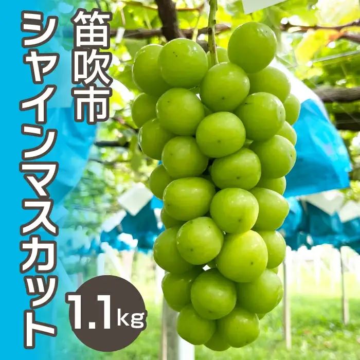 ＜26年発送先行予約＞シャインマスカット1.1kg 以上（２房）　 237-001