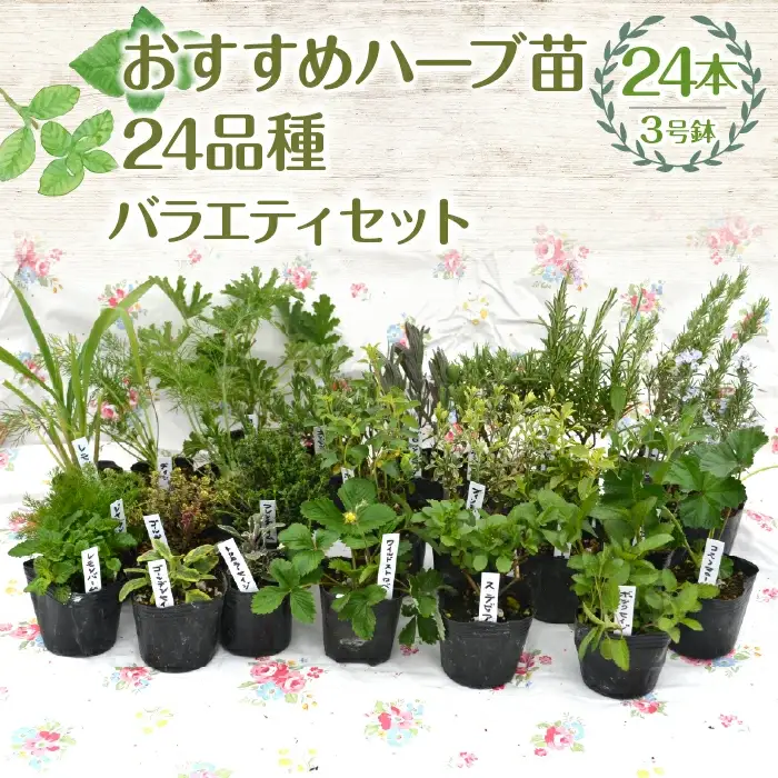 【ハーブショップYOU'樹】おすすめハーブ苗3号ポット24種バラエティセット SWBE015