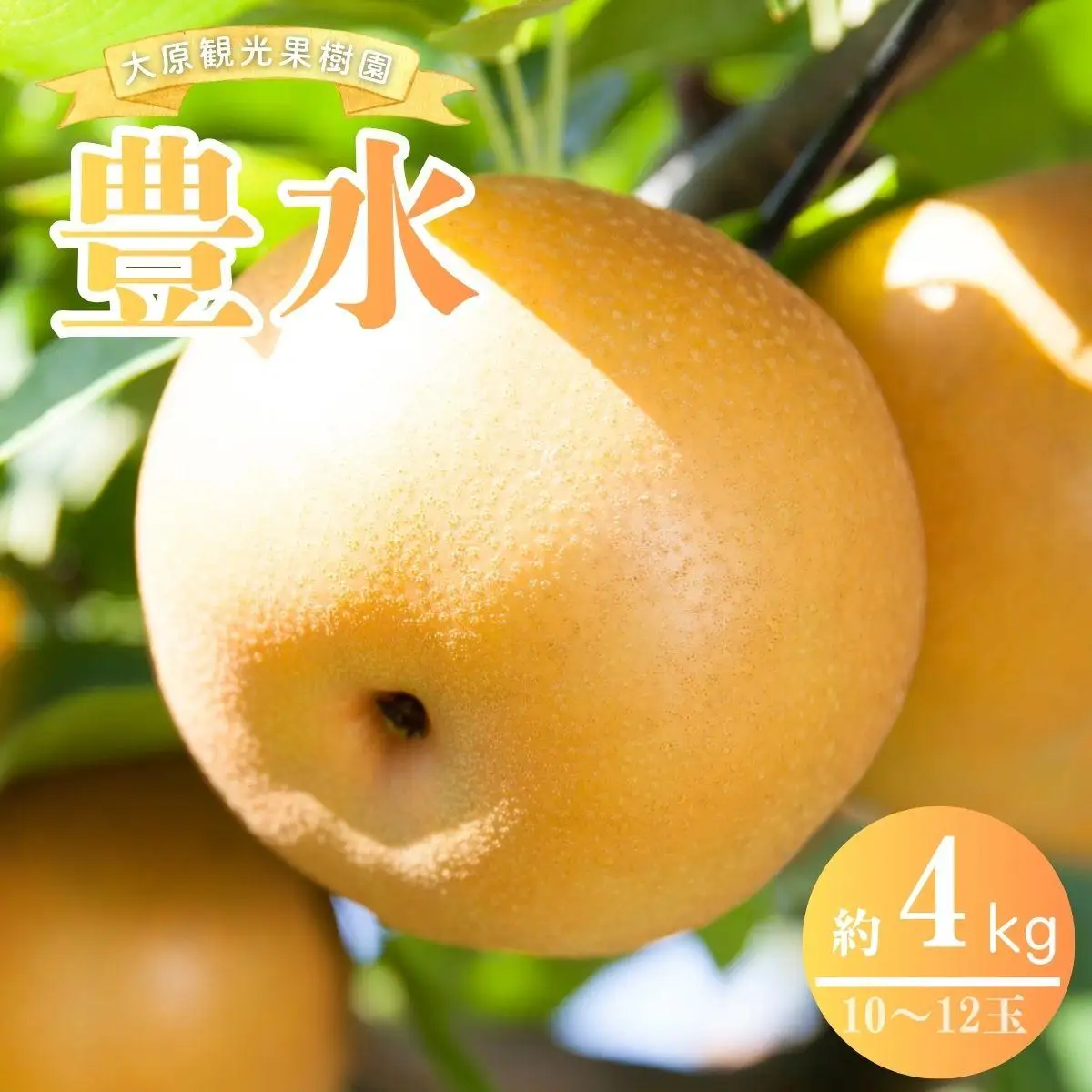 【2026年先行予約】［大原観光果樹園］岡山県産 旬の梨（豊水）（約4kg 10～12玉）【026-a022】