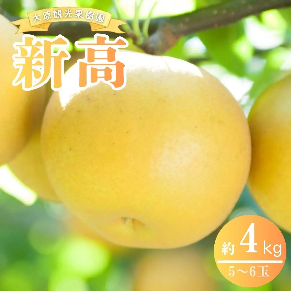【2026年先行予約】［大原観光果樹園］岡山県産 旬の梨（新高）（約4kg ５～６玉）【026-a023】