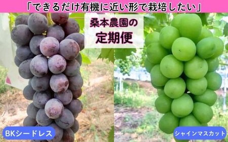 【定期便2回】「できるだけ有機に近い形で栽培したい」 桑本農園の定期便（シャインマスカット・BKシードレス）