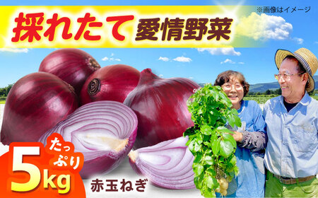 赤玉ねぎ 5kg [AOCS023]
