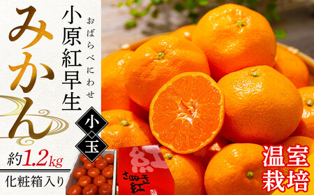 【6月中旬頃～発送】温室栽培 小原紅早生みかん(小玉) 約1.2kg 化粧箱入り