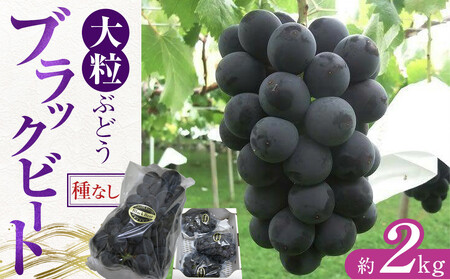 大粒ぶどう ブラックビート 約2kg